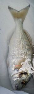 Gilthead Seabream