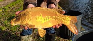 Mirror Carp