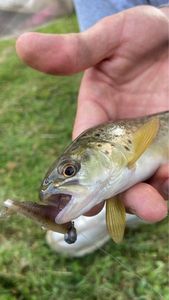 Brown Trout