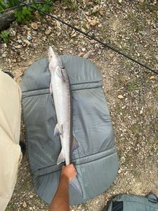 Sturgeon
