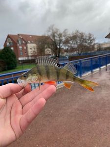 European Perch