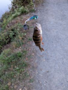 European Perch
