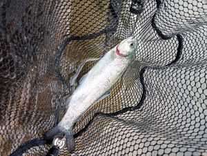 Rainbow Trout