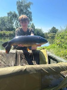 Common Carp