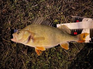 European Perch