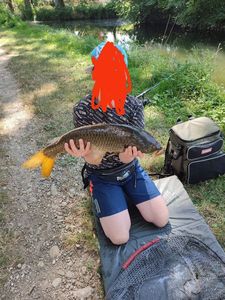 Common Carp