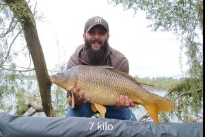 Common Carp