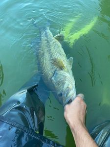 Largemouth Bass
