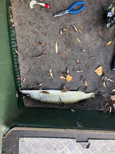 Northern Pike