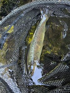 Brown Trout