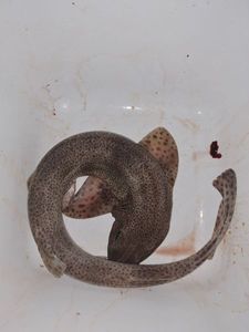 Lesser Spotted Dogfish (Small Spotted Catshark)