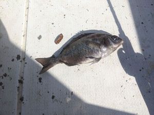 Black Seabream