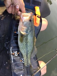 Smallmouth Bass