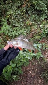European Perch