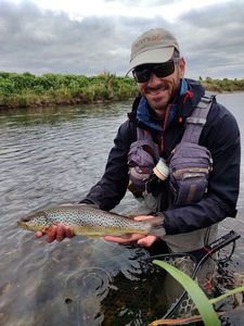 Brown Trout