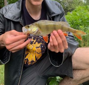 European Perch
