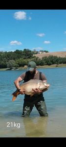 Mirror Carp