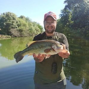 Largemouth Bass