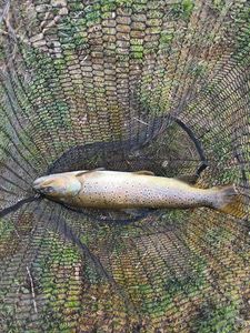 Brown Trout
