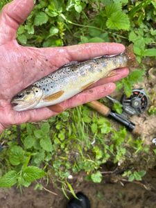 Brown Trout