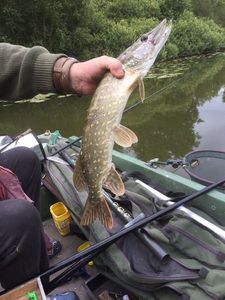 Northern Pike