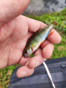 European Perch