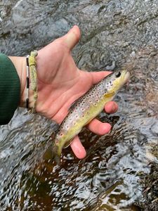 Brown Trout