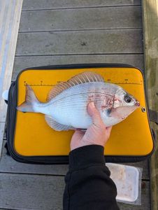 Black Seabream