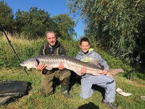 Beluga Sturgeon (European Sturgeon)