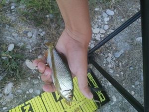 Roach