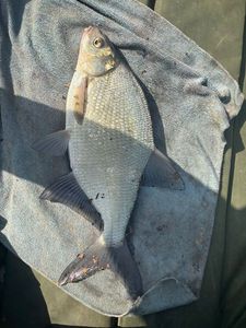 Common Bream