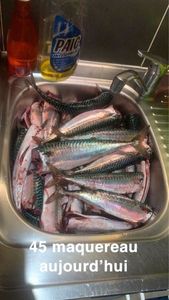 Mackerel