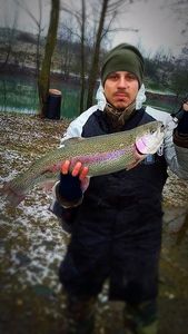 Rainbow Trout