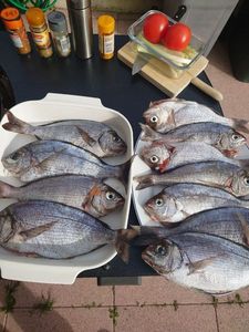 Black Seabream