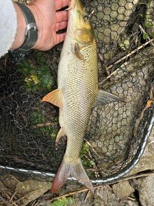 Barbel