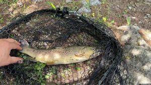 Brown Trout