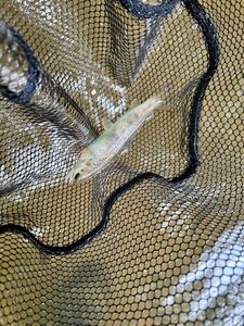 Atlantic Salmon (Juvenile)