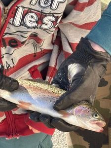 Rainbow Trout