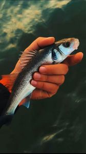 European Bass (Seabass)