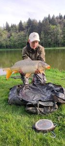 Common Carp