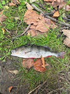 European Perch