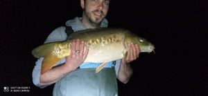 Mirror Carp