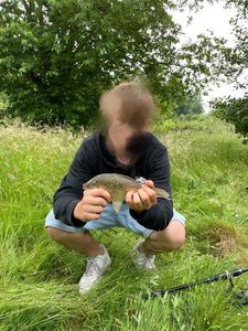 Crucian Carp
