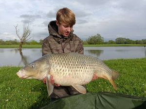 Common Carp