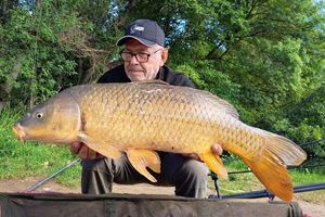 Common Carp