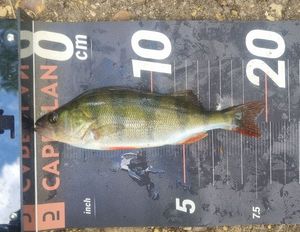 European Perch