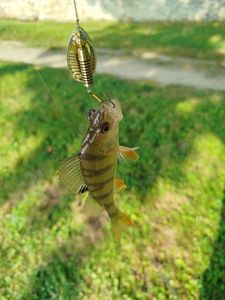 European Perch