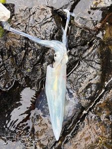 European Squid