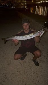 Great Barracuda