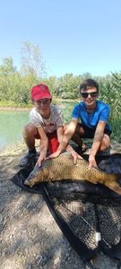 Common Carp